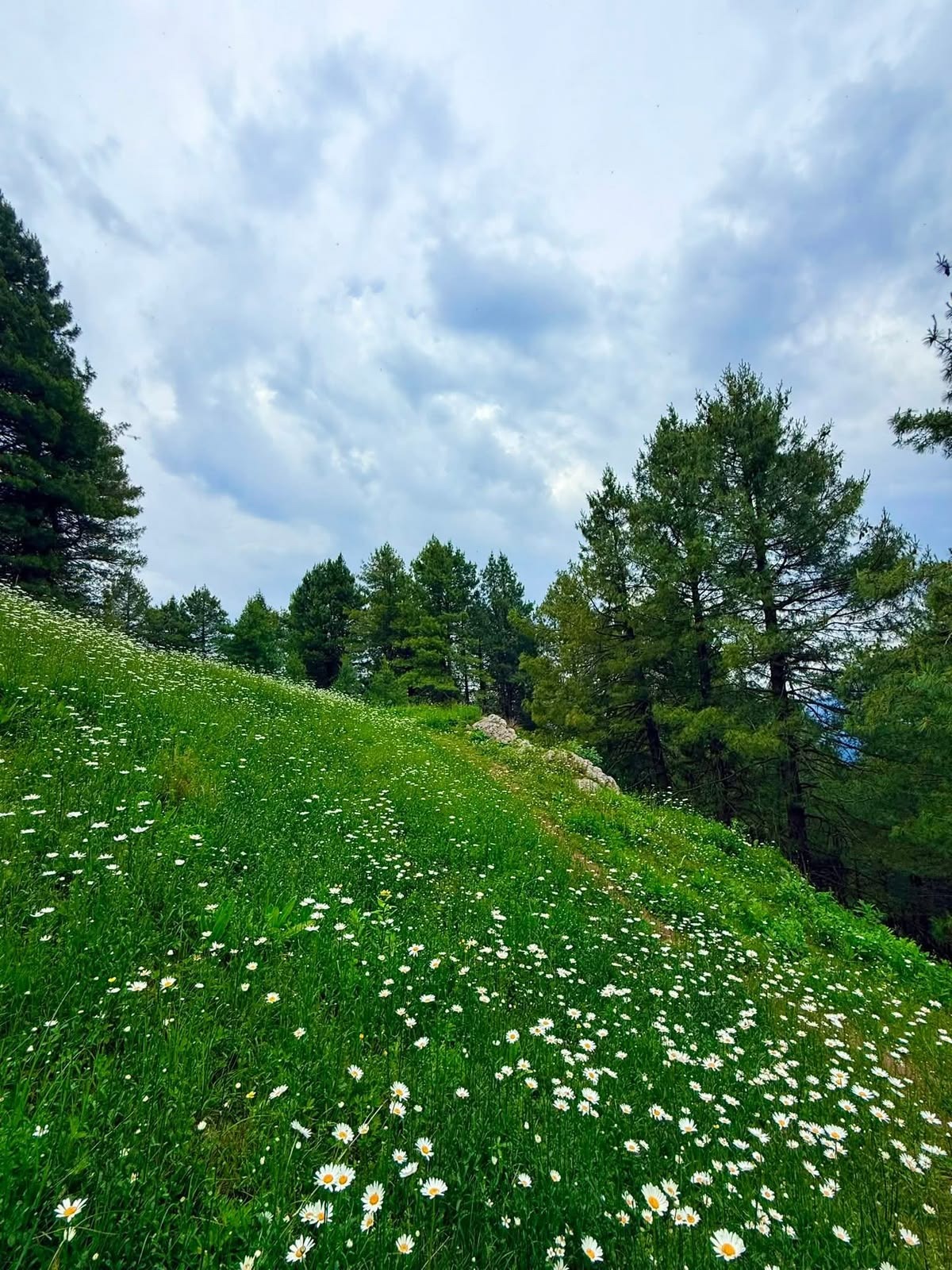 Mushkpuri Top