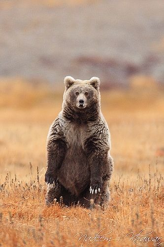 Deosai plains near Skardu
